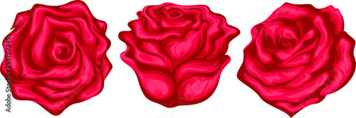 Set of three vector of red rose flowers isolated on a white background. - Vector
