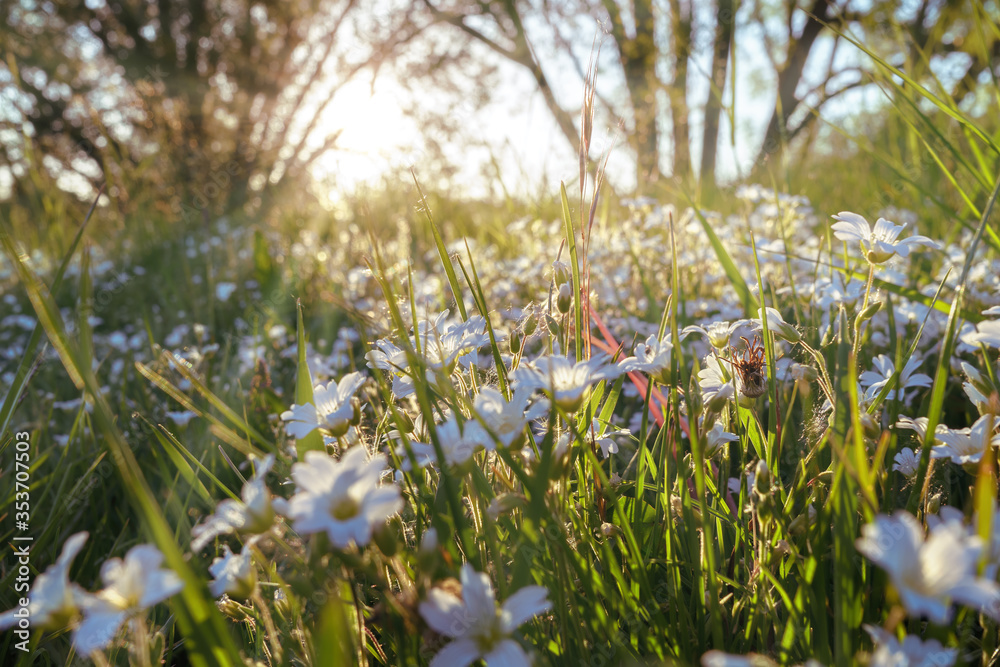 Fototapeta premium A white flower meadow in the evening sunlight
