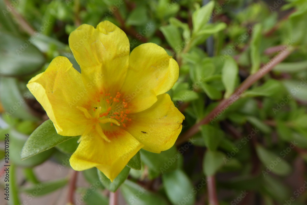 Fototapeta premium yellow Common Purslane