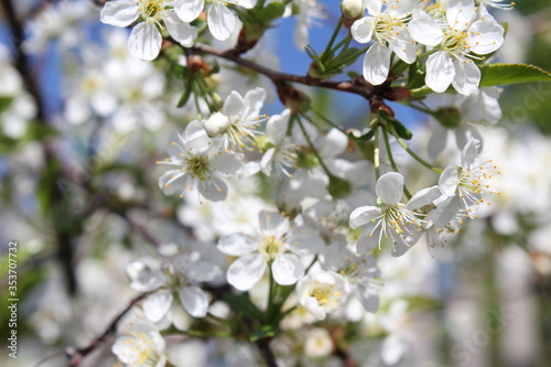 apple tree blossom