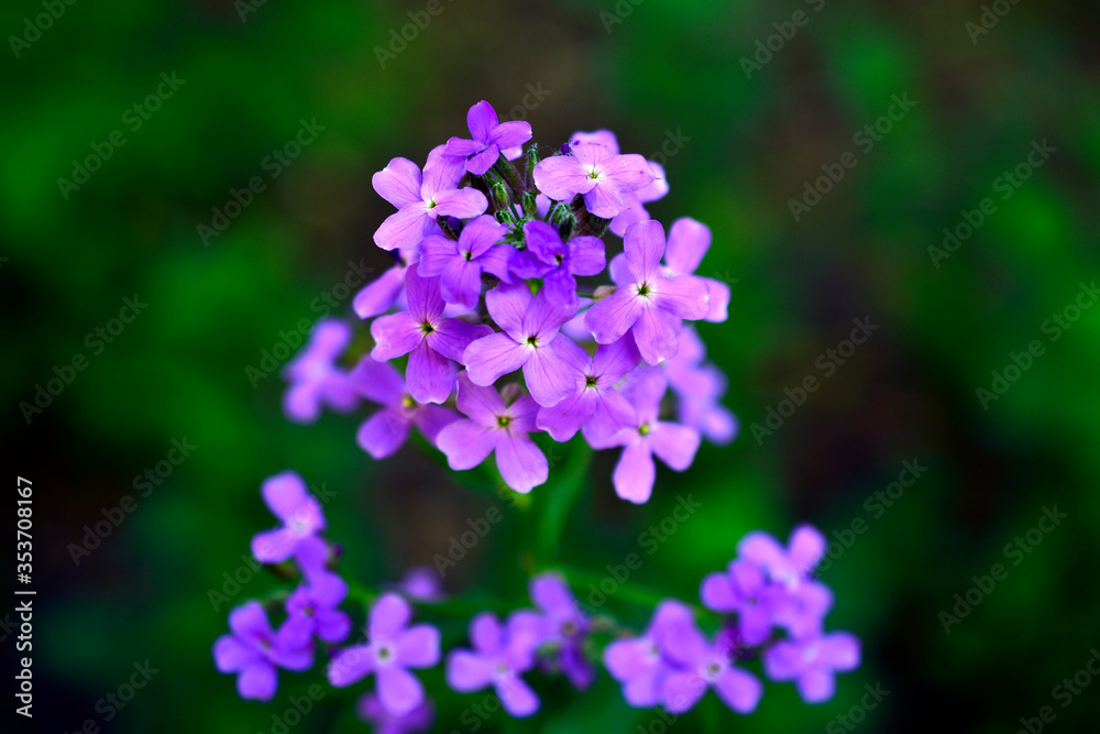 Purple flowers evenings or night-violet or hesperis