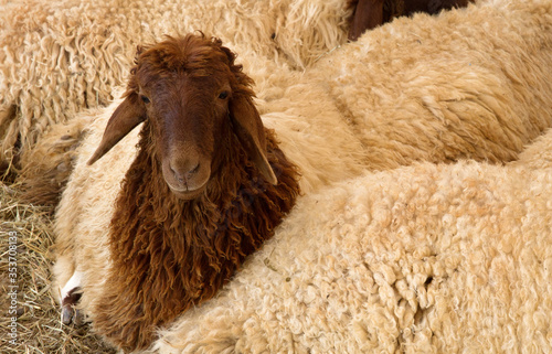 A Juvenile Awassi sheep photo