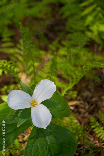 Принти на полотні Single trillium in the forest