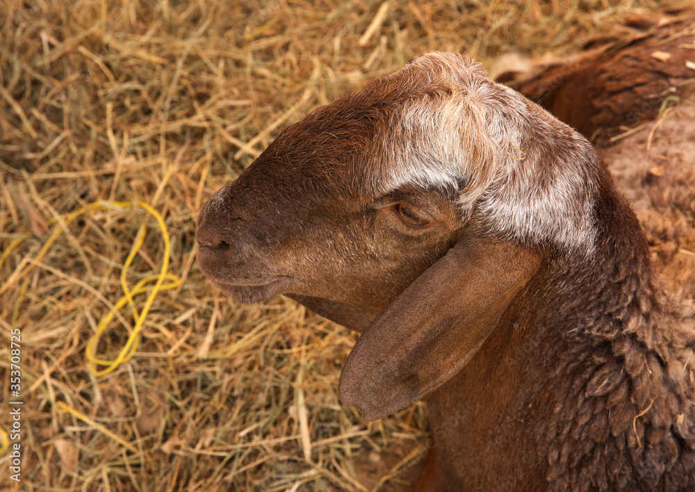 Obraz premium Najdi Goat