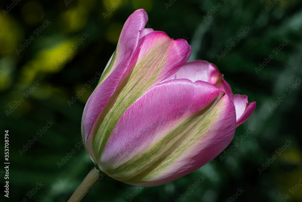 Pink and Lime Green Tulip in my Garden