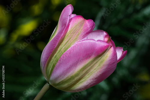 Pink and Lime Green Tulip in my Garden