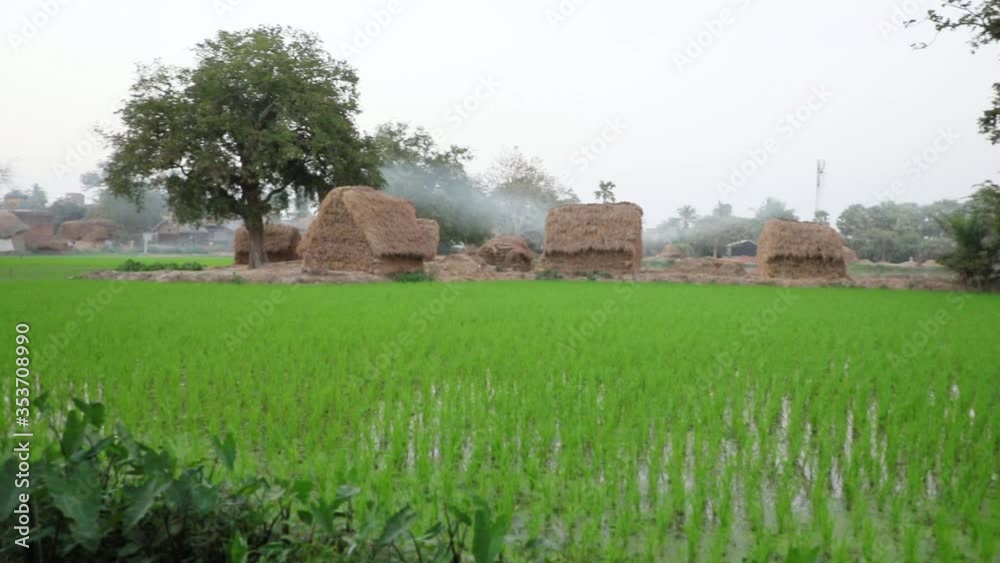 Paddy field farm in Indian rural land with huts made of straws, pan to right Paddy field farm in Indian rural land with huts made of straws, pan to right