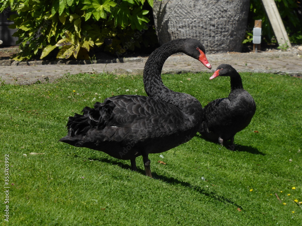 couple of black swans couple of black swans