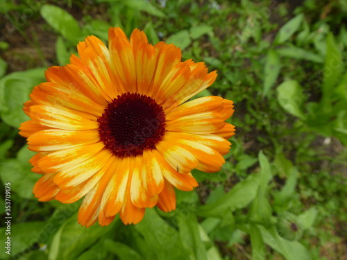 bright yellow daisy © Erik