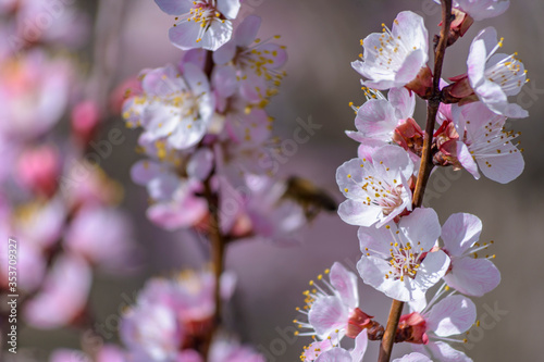 Apricot tree blooming  Krasnodar territory  Russia.