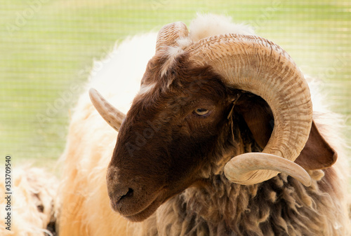 Portrait of a Awassi sheep photo