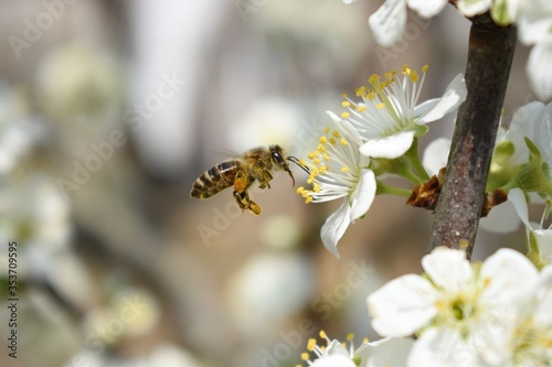 A bee caught midair, hovering next to plum flowers