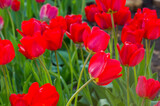 Bright early spring first tulips of red-orange color with large buds in the garden