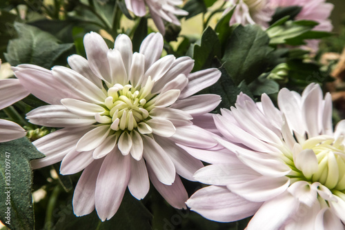 beautiful white chrysanthemum