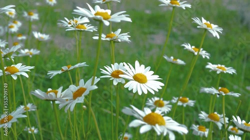 Beautiful daisies field. Flower meadow. Chamomile blossom on a sunny day. Beautiful nature scene with blooming medical chamomiles