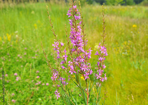 Chamaenerion angustifolium  fireweed  great willowherb  Saint Anthony s Laurel bee plant is blooming with pink  magenta flowers in the meadow in summer.