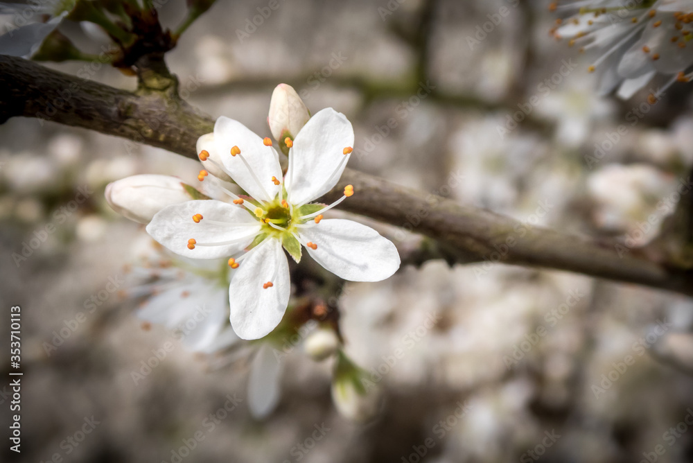 white cherry blossom with petals white cherry blossom with petals