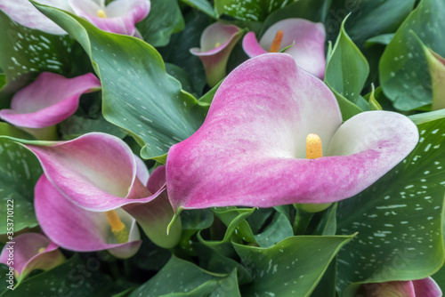Tableau sur toile purple and white arum lilly
