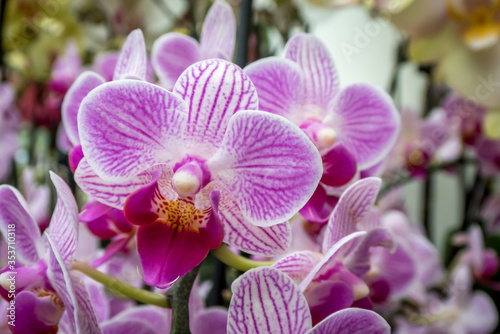 white and purple orchids