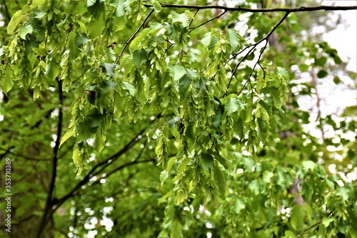 Młode zielone liście drzew