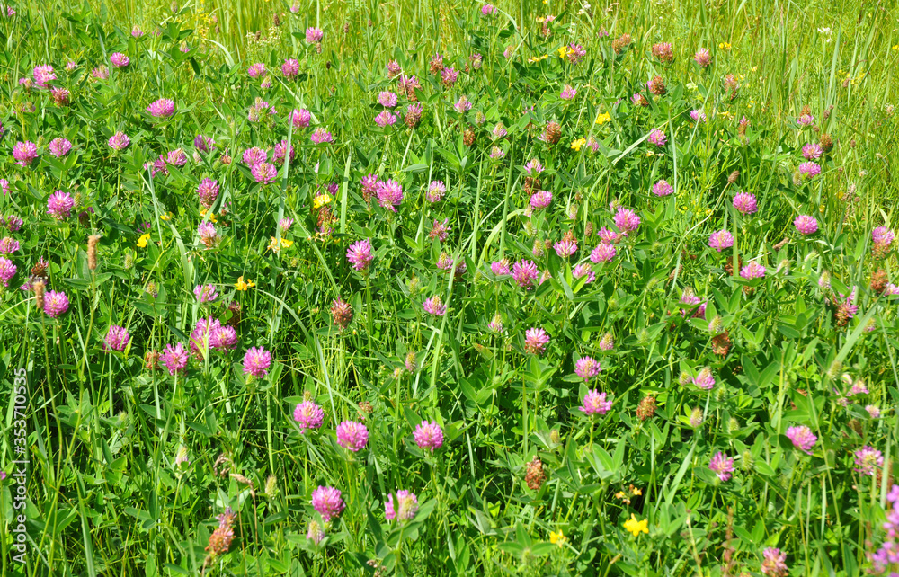 Trifolium pratense, red clover growing, blooming with red flowers in the meadow, park in summer.