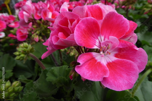 pink and white geranium with petals