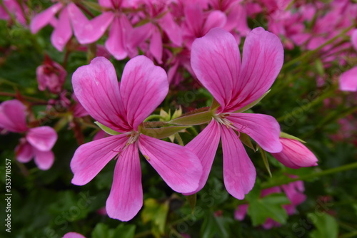 beautiful pink geranium with petals