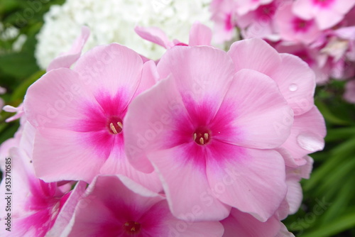 beautiful pink phlox