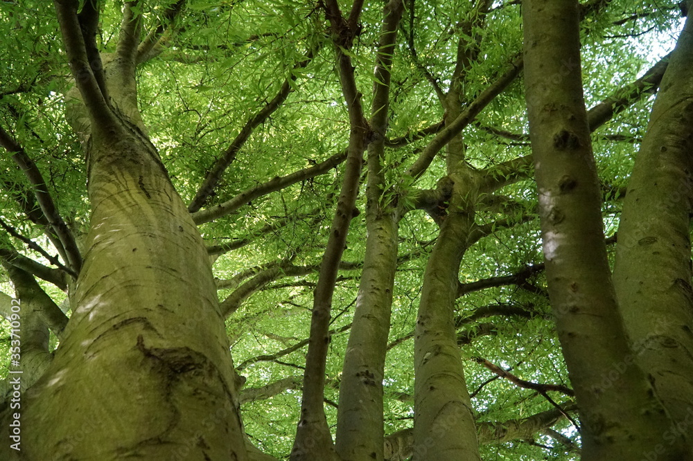 Fototapeta premium Green Trees Crown