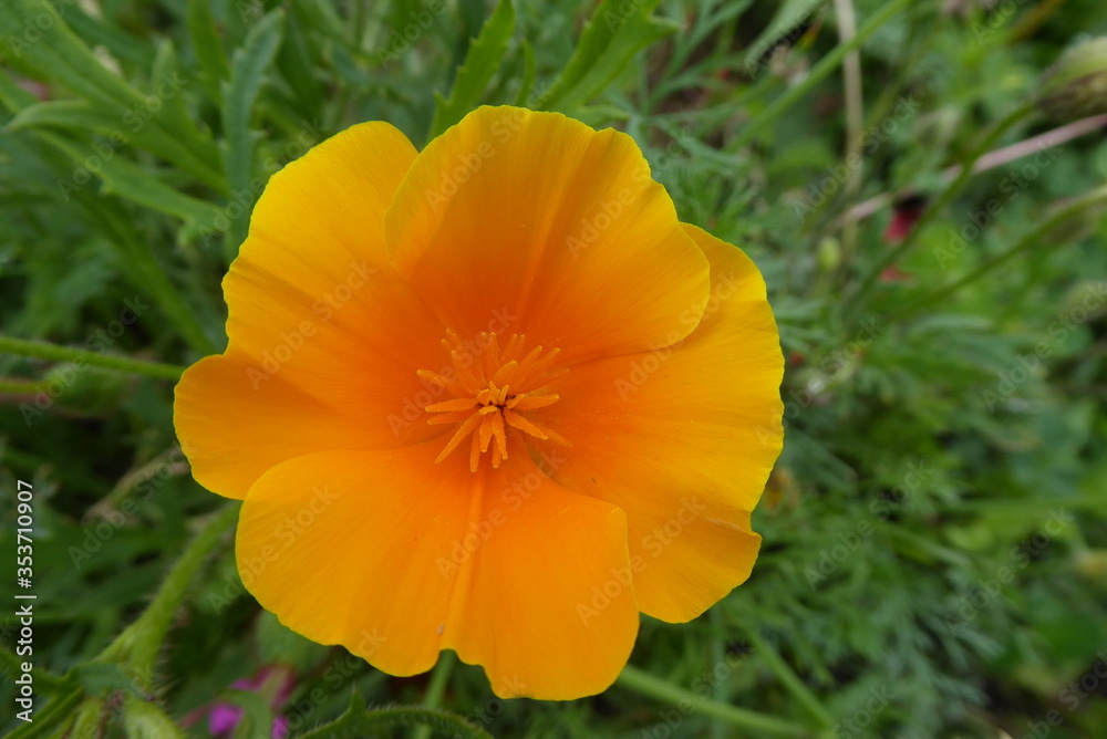 yellow and orange poppy, with a green background