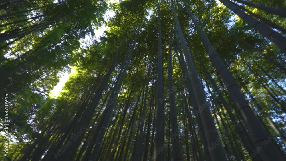 Bamboo grove, bamboo forest in Arashiyama in Kyoto, Japan in 4k Bamboo grove, bamboo forest in Arashiyama in Kyoto, Japan in 4k