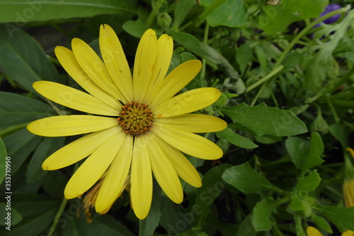 yellow flower in the garden, with green background