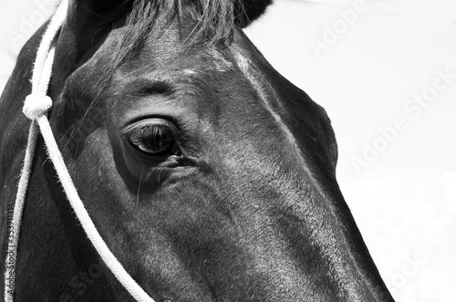 Closeup of Arabian horse showing its beautiful eye