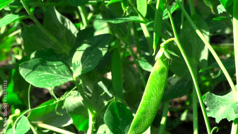 green peas growing in the garden green peas growing in the garden