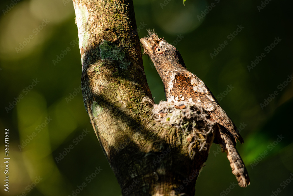 Ceylon Frogmouth at Arippa Forest Range, Kerala, India Ceylon Frogmouth at Arippa Forest Range, Kerala, India