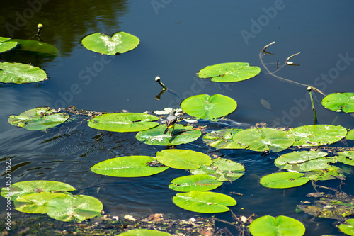 brittany, gacilly: back view of a wagtail on a lily pad