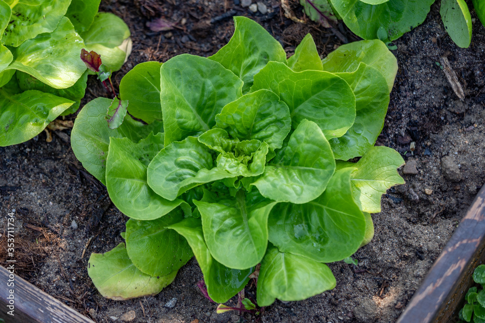 Closeup of romaine lettuce in garden Closeup of romaine lettuce in garden