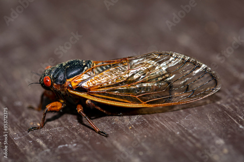 Brood IX Cicada Side View © Charles Floyd