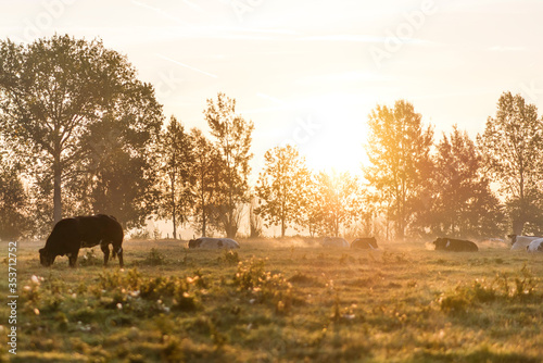 Cows grazing in early morning during sunrise
