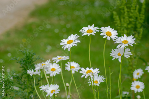 common daisies in the Parc de la Gacilly in Brittany, May 2020.