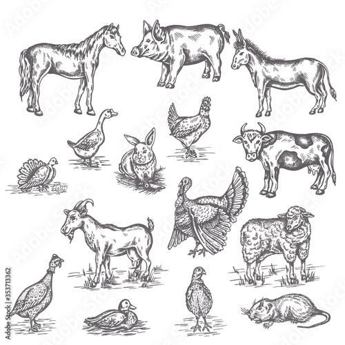 Farm animals illustration Hand drawn set vintage sketches of cow, goat, donkey and duck Isolated on white