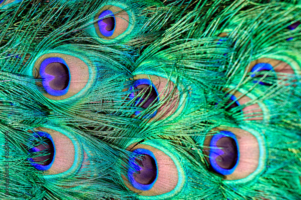 Fototapeta premium A detailed view on the colorful tail feathers of a peacock. 