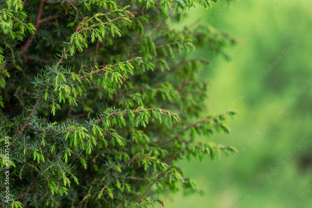 Juniperus communis, the common juniper, is a species of conifer in the family Cupressaceae. branches of common juniper (Juniperus communis) on a green blurred bokeh background.