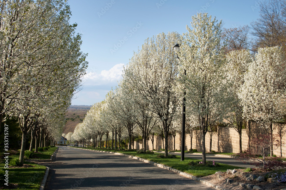 Flowering Pear Trees Blossoming in the Spring Along an Avenue in theAfternoon Sun Flowering Pear Trees Blossoming in the Spring Along an Avenue in theAfternoon Sun