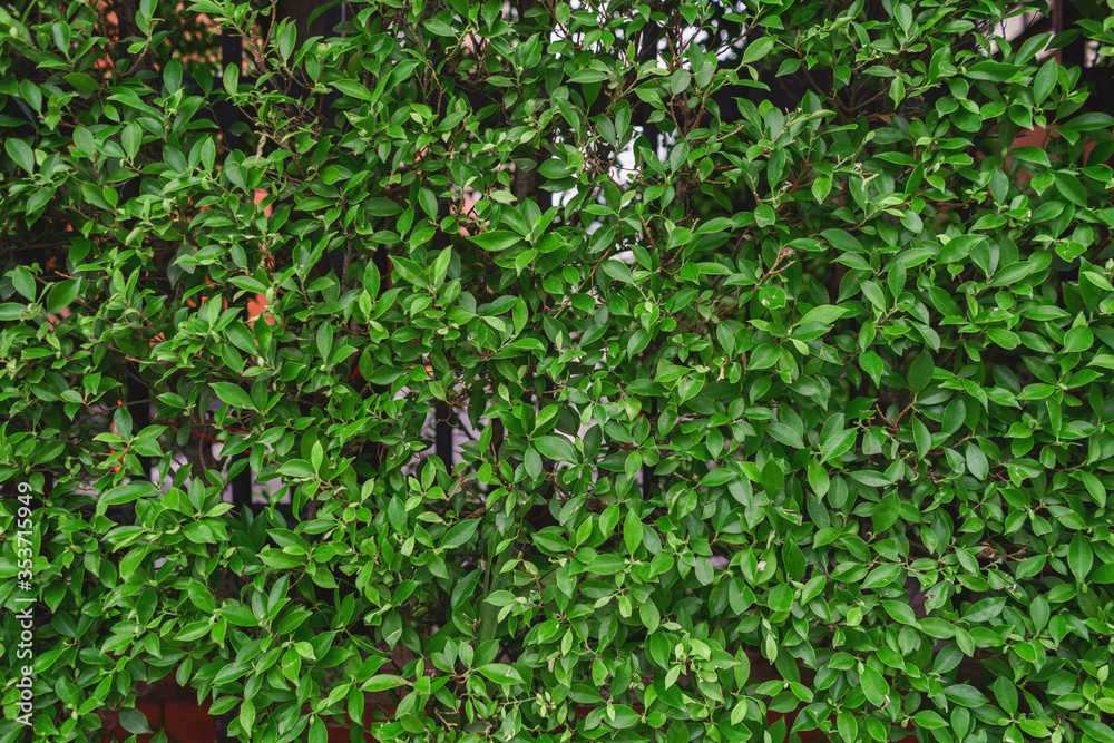 The background of the green wall of leaves or bushes
