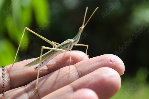 Grasshopper insect on man hand in garden outdoor, park green background cricket animal macro cloase up