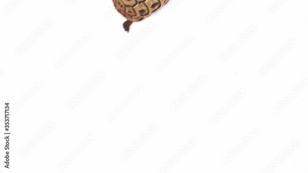 Small turtle walks on a white background close up 4k Small turtle walks on a white background close up 4k