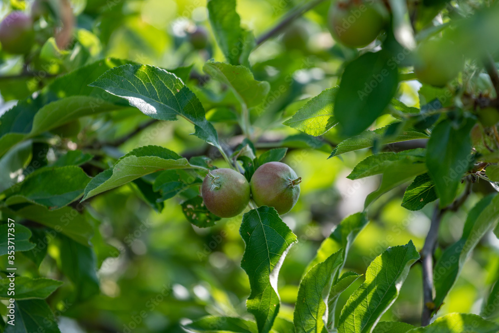 Green immature pears and apples. Natural background