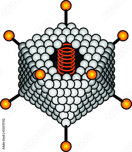 Virus anatomy: an adenovirus with a 20-sided isocahedral capsid around its DNA strand and glycoprotein spikes on each vertex. photo