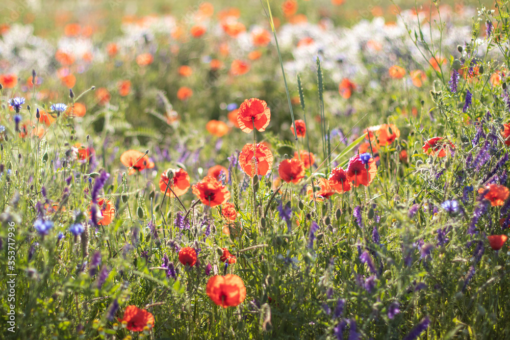 flower meadow with poppies and grass